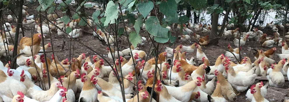 罗湖区好吃的预制三黄鸡保存方法 梧州市楚鑫电子科技供应