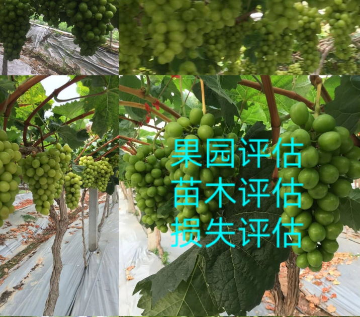 贵州126亩果园即将拆迁征收补偿红糖李树和桃树市场价格评估