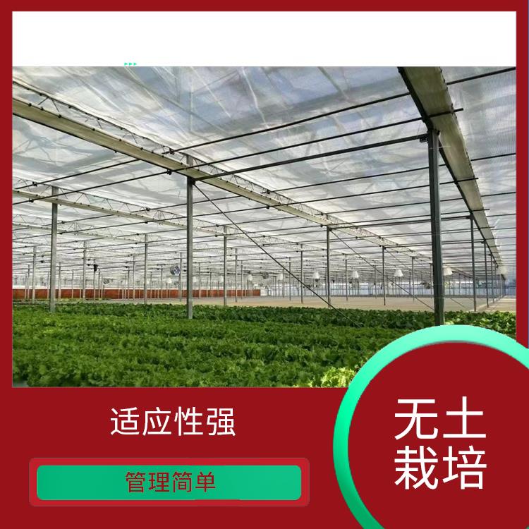 南京无土栽培温室 应用广泛 水分利用率高