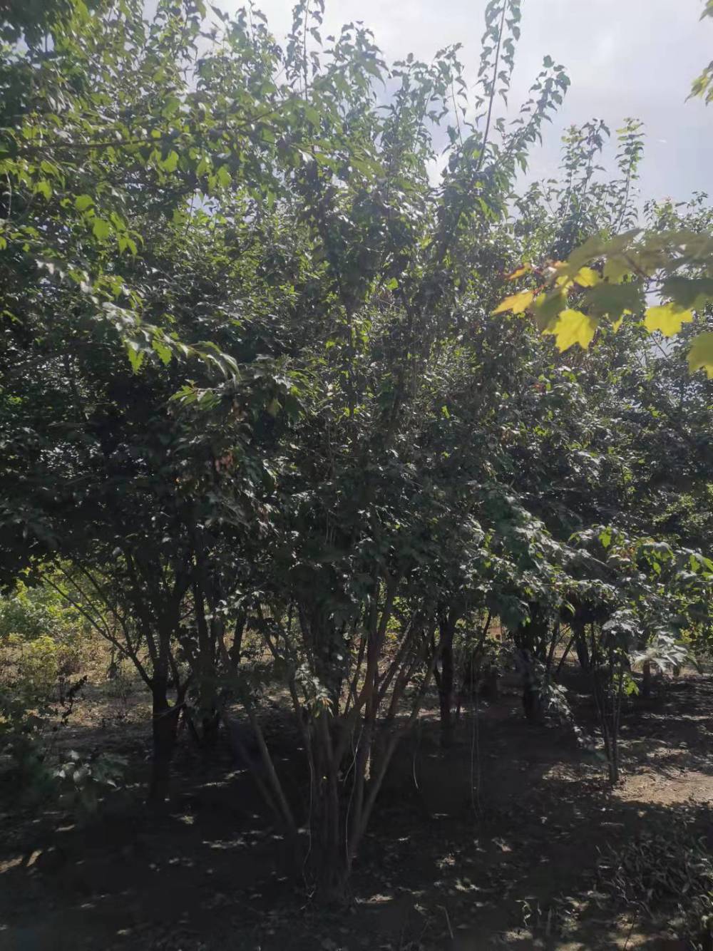 茶条槭 火焰阿穆尔景区园林造景绿化防护行道树 小区庭院观赏工程
