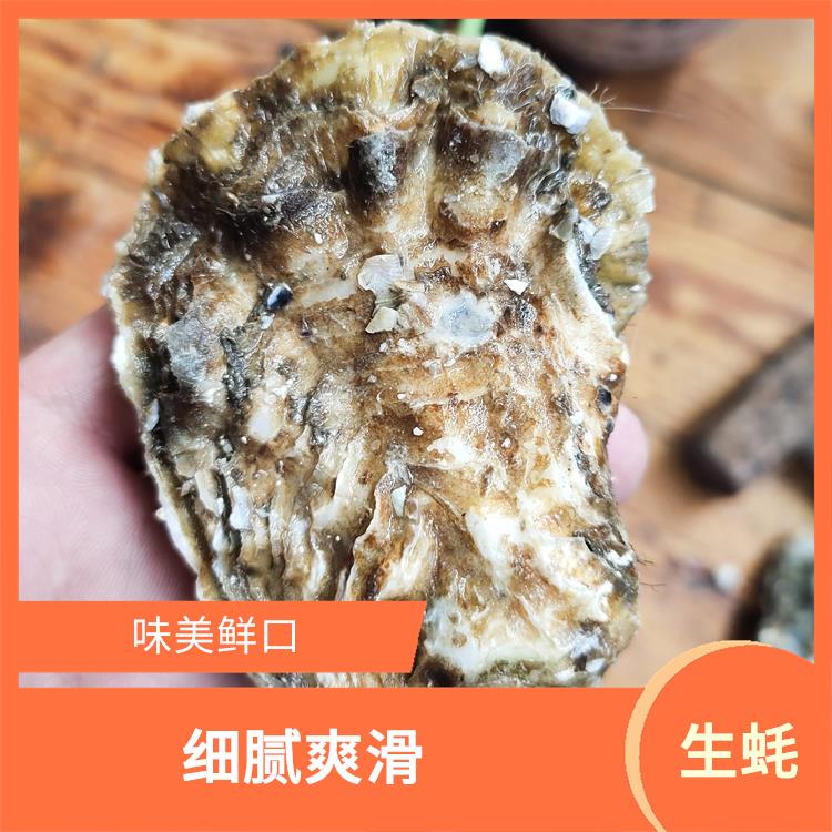 深圳烟台生蚝一手货源 肉质鲜美 肥大肉滑