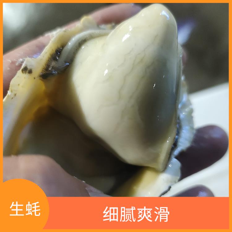 广东乳山生蚝供应商 肉质鲜美 货发全国