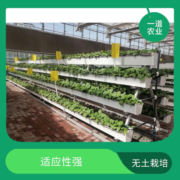 南京无土栽培温室 应用广泛 水分利用率高