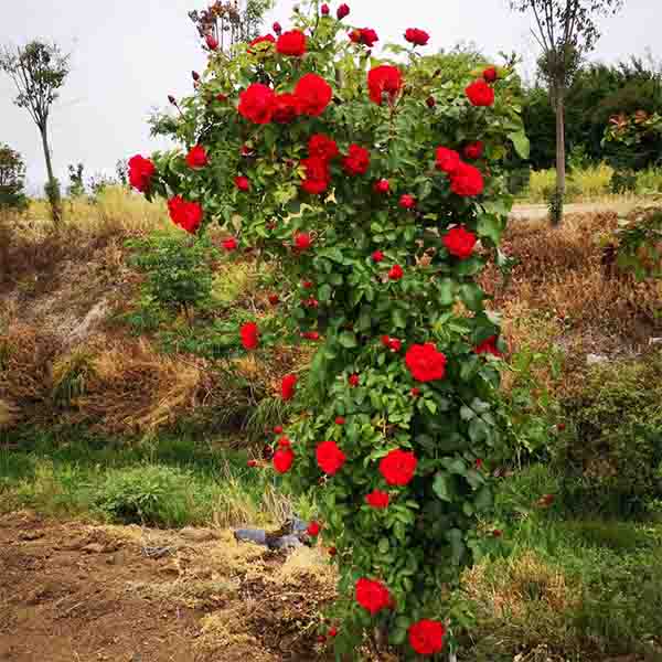 大量出售藤本月季蒂娜阳台盆栽的多头庭院红色月季花苗