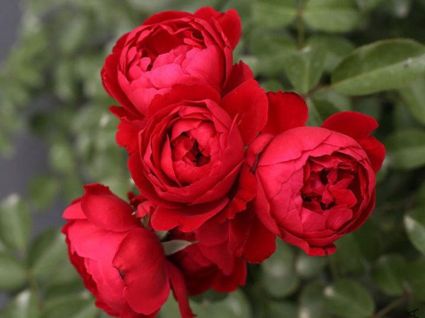 大量出售藤本月季蒂娜三季红阳台盆栽的多头庭院红色月季花