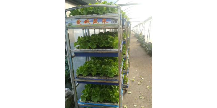 丽水工厂农业智能机械化 铸造辉煌 上海爱娥蔬菜种植供应