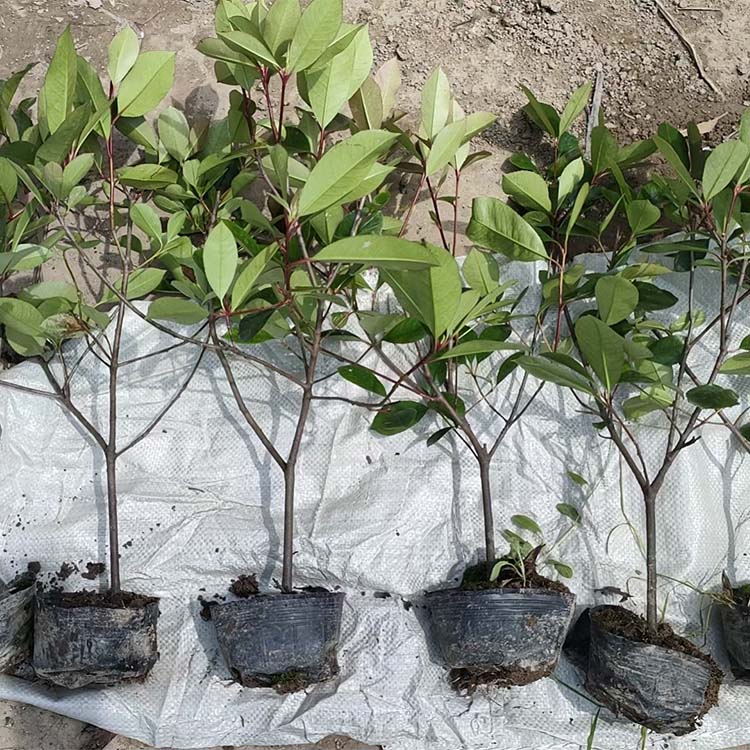 青州红叶石楠袋苗，绿化用苗批发基地