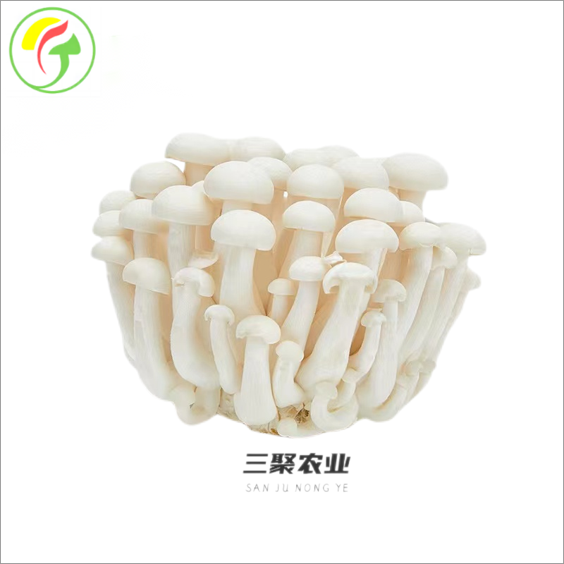 上海三聚农产品有限公司提供-白玉菇