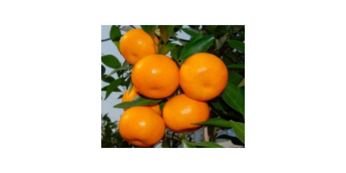 丽水名贵橘苗 服务为先 台州兰欣果业供应