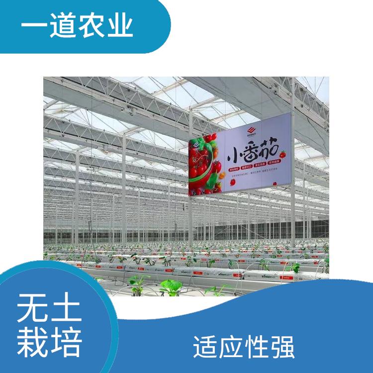 无土栽培设计 适应性强 石家庄无土栽培设计