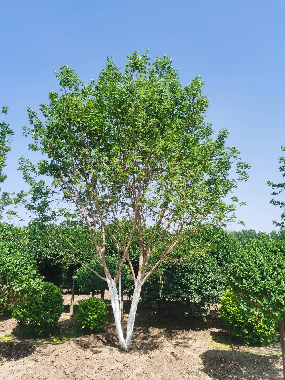 丛生低分枝元宝枫 3-6米 高杆元宝枫 行道庭院风景区绿化树种