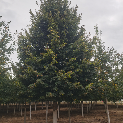 欧洲小叶椴 金桐力 10-18公分 成活率高 树形优美 观赏价值高