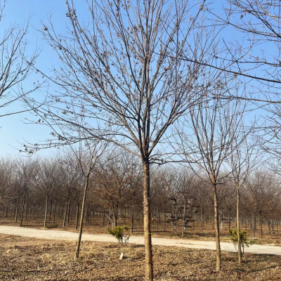三角枫10-15公分树苗基地供应 风景区绿化 丛生三角枫 盆栽枫树