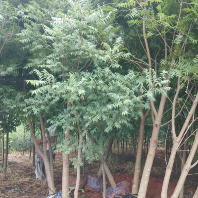 基地供应 黄连木 大树 产地5-20公分 精品树形 园林景观绿化苗木