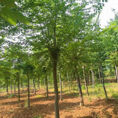 丛生青檀基地 单杆 供应 5-30公分 古树 适用于多个场所庭院 别墅等等