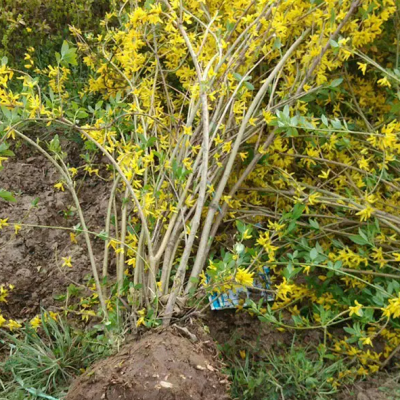 3-8分枝 连翘 落叶观花 耐寒耐旱 浅根性 根系发达 耐移植