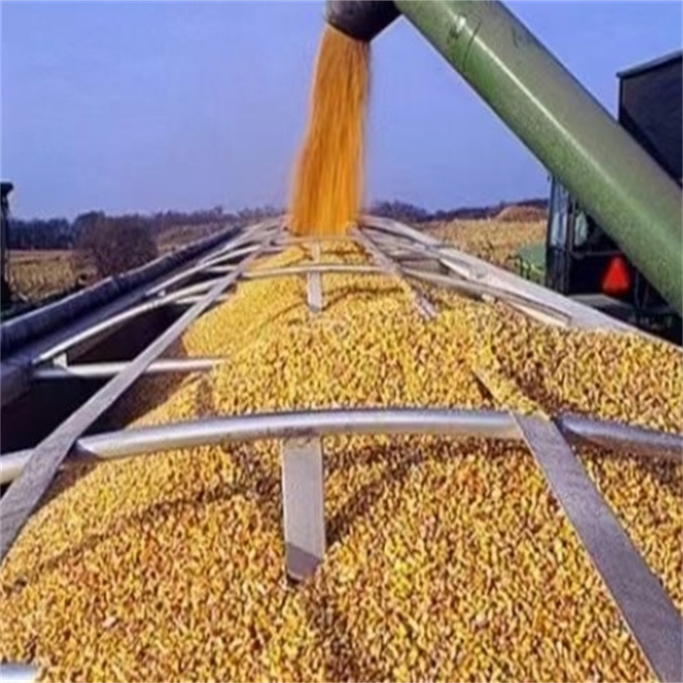 荆州收二等玉米买家联系方式