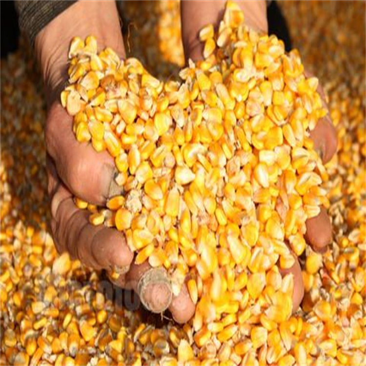 荆州收二等玉米买家联系方式