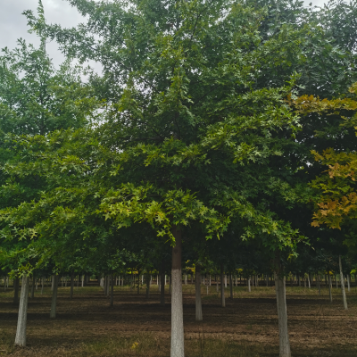 北美红栎 规格齐全 10-16公分 树形优美 红橡树 园林用途