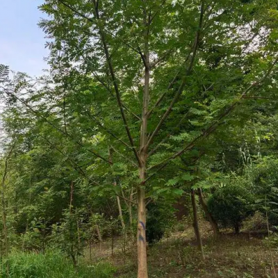 源新苗木供应 枫杨 10-18公分 规格齐全 树形优美 质量优