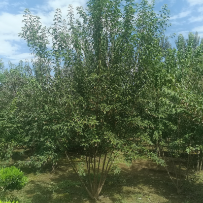 供应 4-7米三角枫 丛生茶条槭 风景树绿化苗木