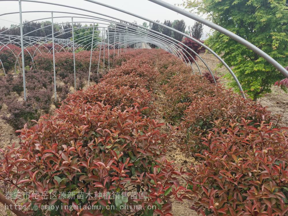 红叶石楠基地 1米 -2米绿化观叶植物 叶色红艳观赏性好 规格齐全