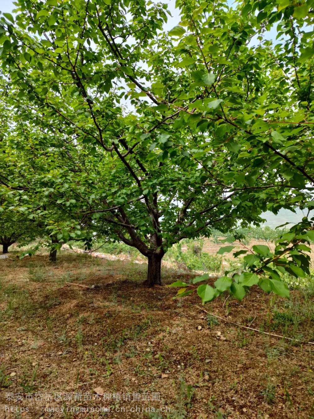 大杏树培育基地 5-18公分 山杏规格齐全 大型山杏基地找源新苗圃场
