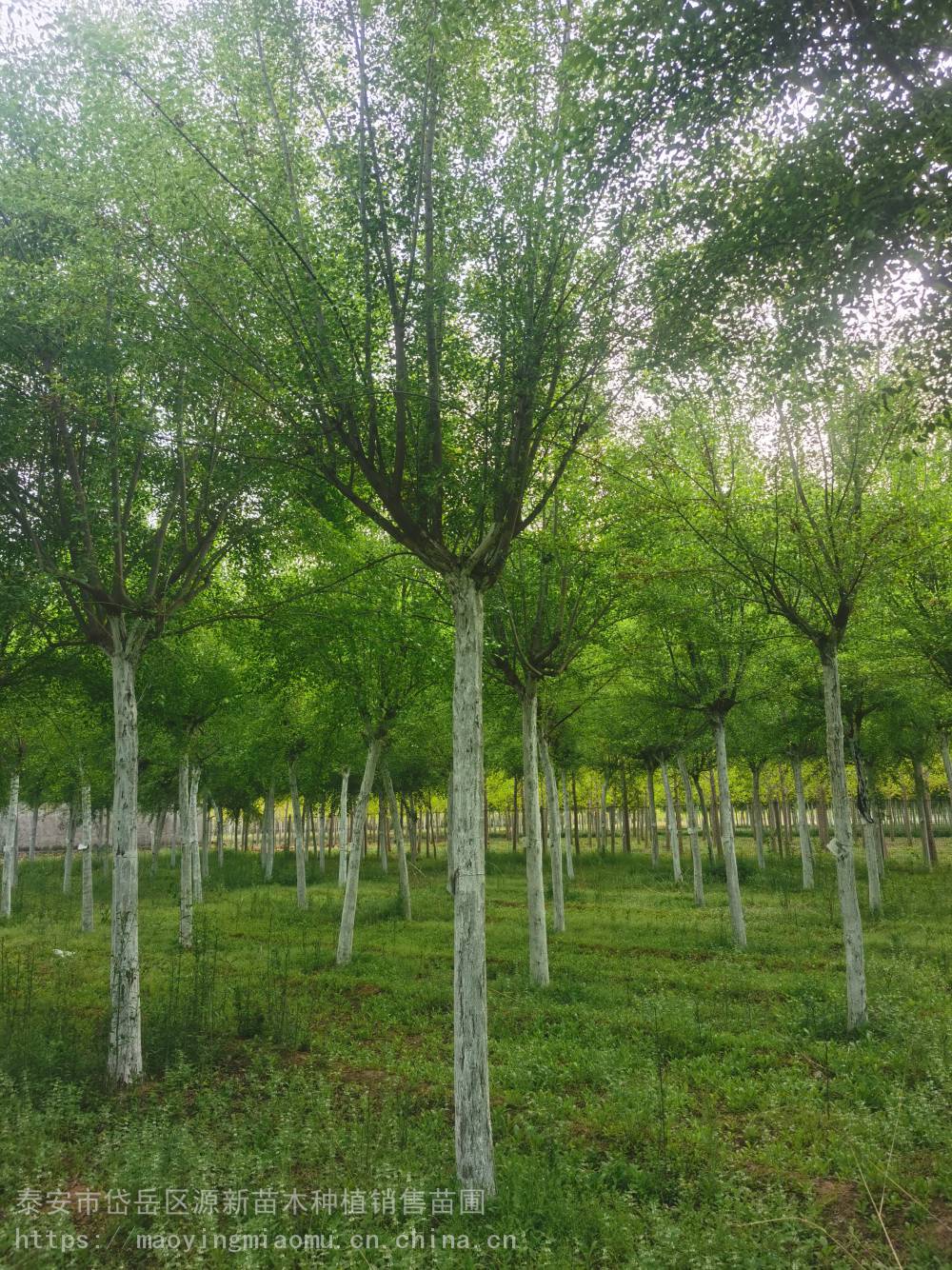 苗木基地 5-16公分丝棉木 道路绿化 小区园艺 苗木风景树