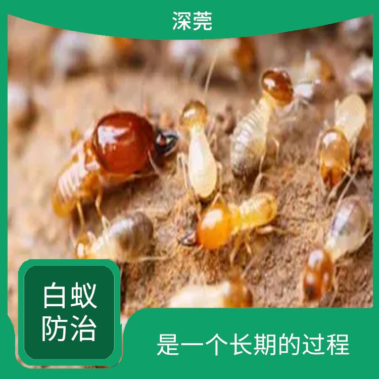 深圳白蚁灭治公司 是一个长期的过程