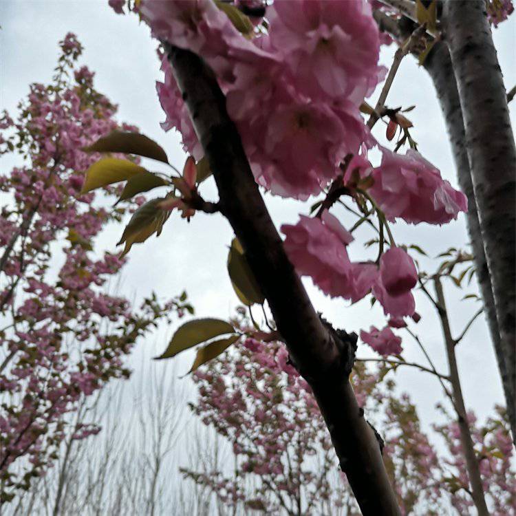 出售 樱花 关山樱 绿化景观行道树 景区道路观赏栽植树