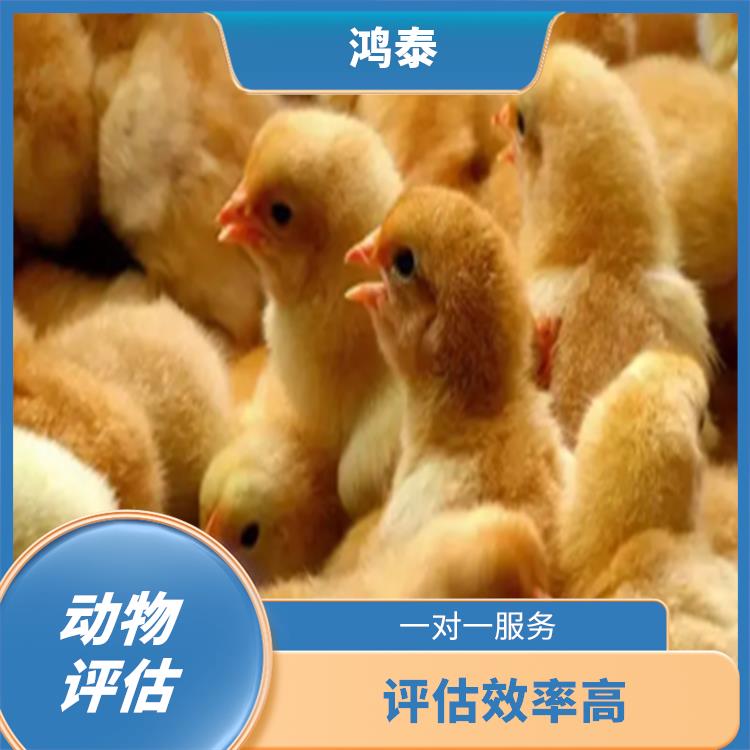南京市肉鹅评估 报告严谨 可靠性较高