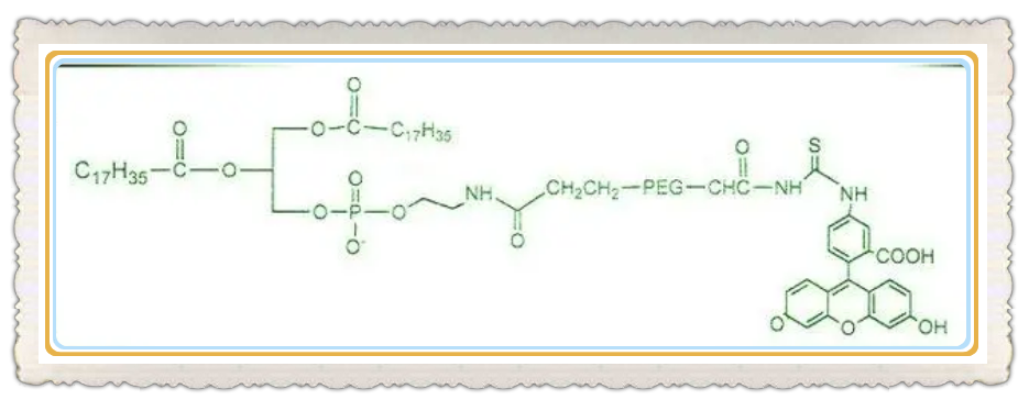 DSPE-PEG-FITC_副本