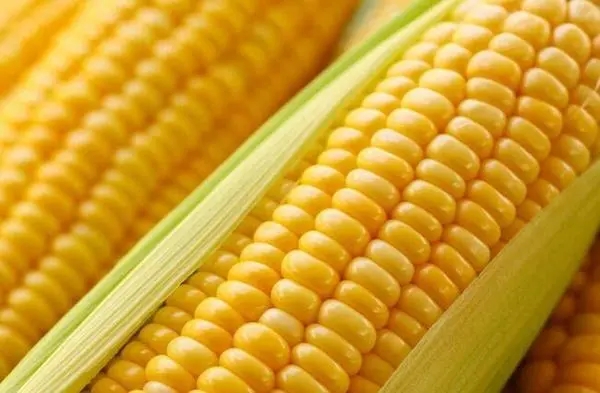 二级玉米大宗交易、玉米，大米、白糖、大豆食品等大宗商品交易