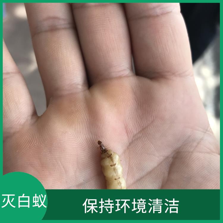 順德區(qū)滅白蟻 病媒生物防治 多種方式進(jìn)行消除