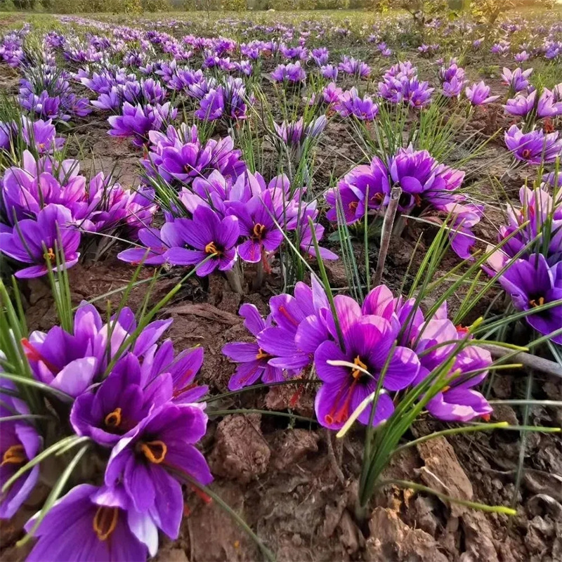 藏红花种苗价格藏红花苗批发