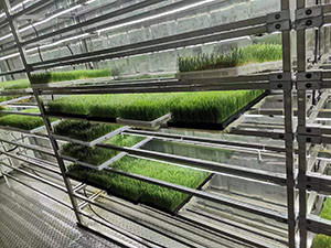 多层层架鲜草立体水培种植-金欣农业