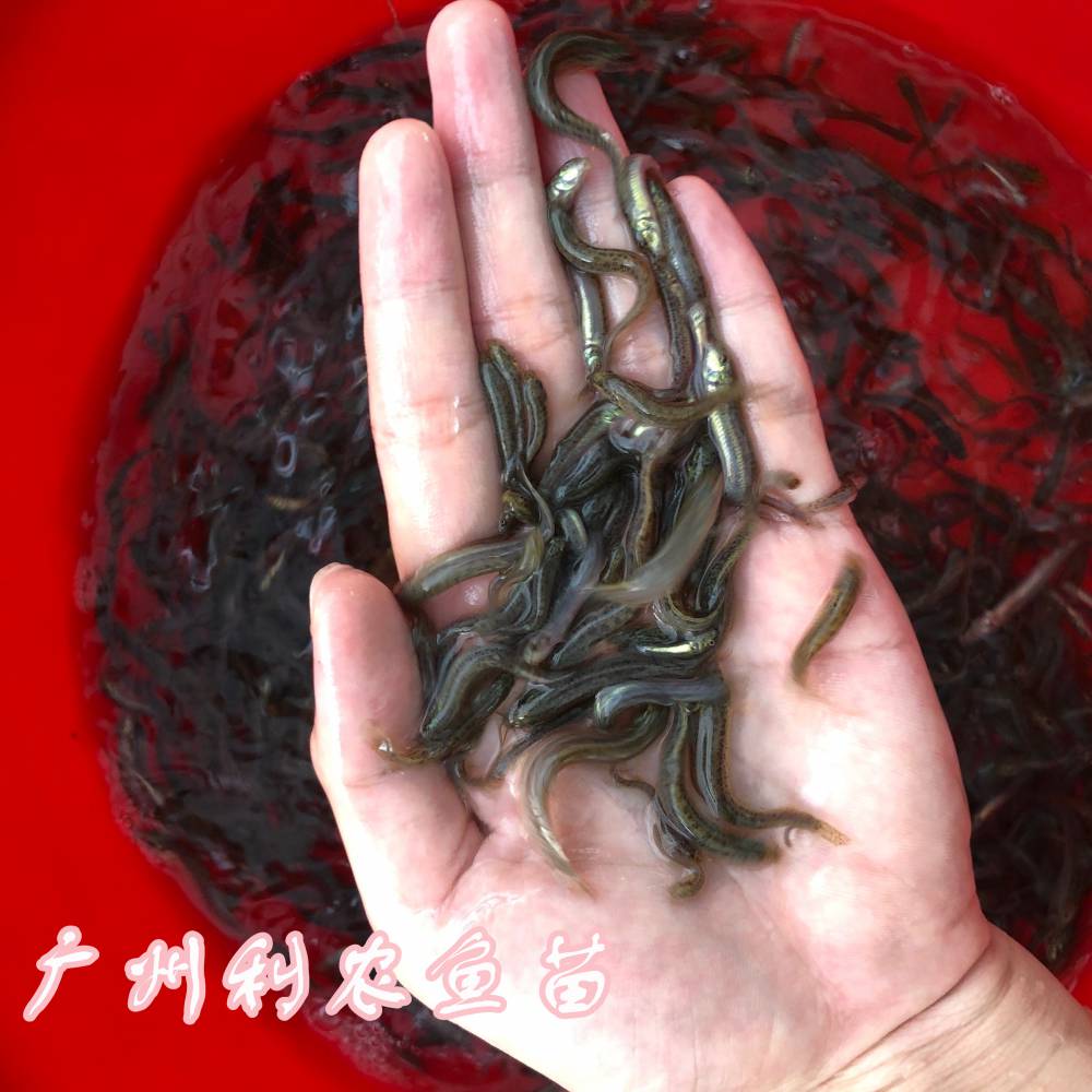 广西百色泥鳅鱼苗批发广西北海中国台湾泥鳅苗出售