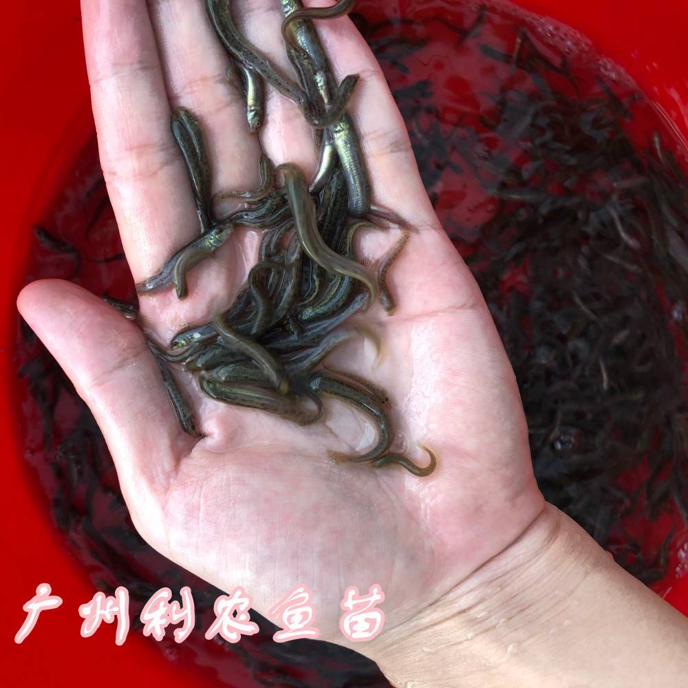广西来宾泥鳅鱼苗批发广西玉林中国台湾泥鳅苗出售