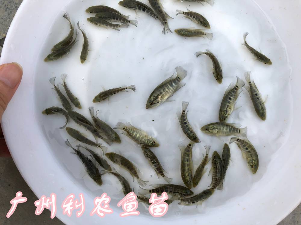 江西鹰潭珍珠花斑鱼苗批发江西萍乡淡水石斑鱼苗出售