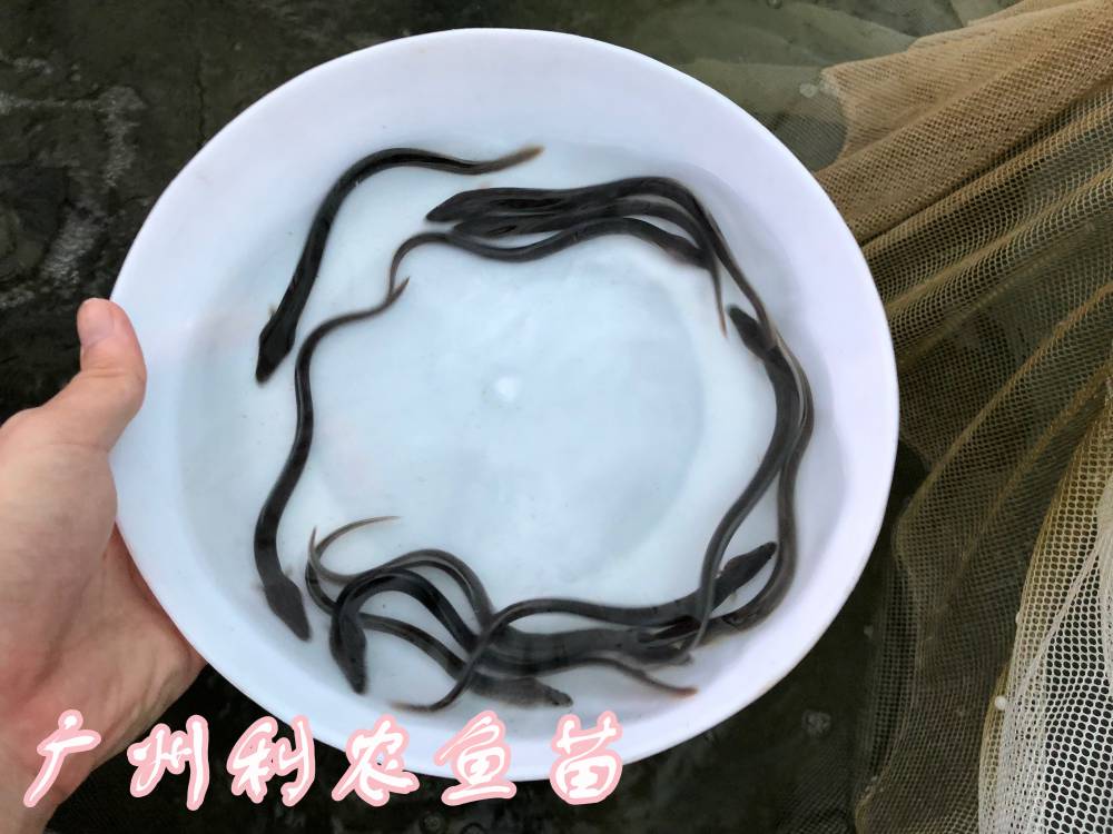 江西鹰潭花鳗鱼苗批发江西萍乡美洲鳗鱼苗出售