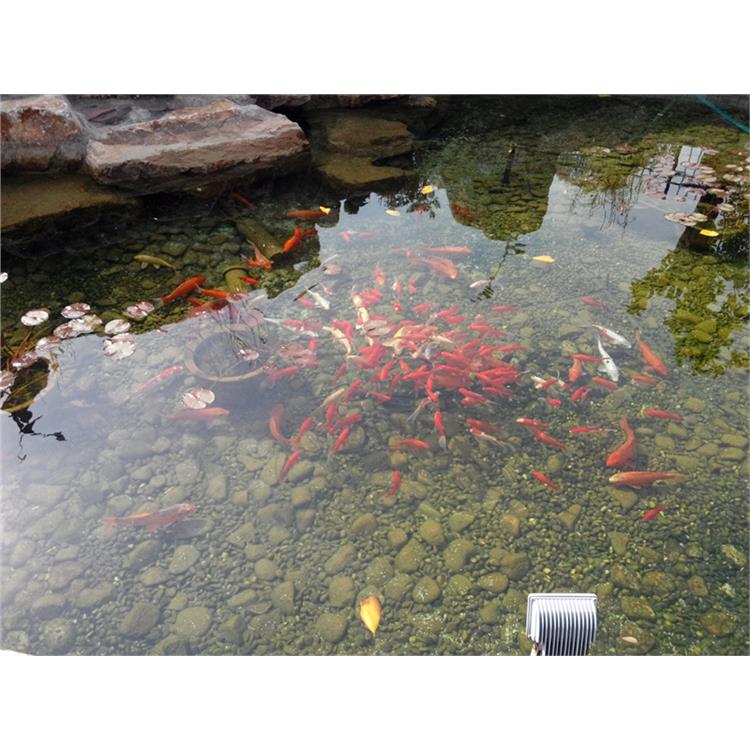 扬州鱼池过滤器费用 景观鱼池水净化