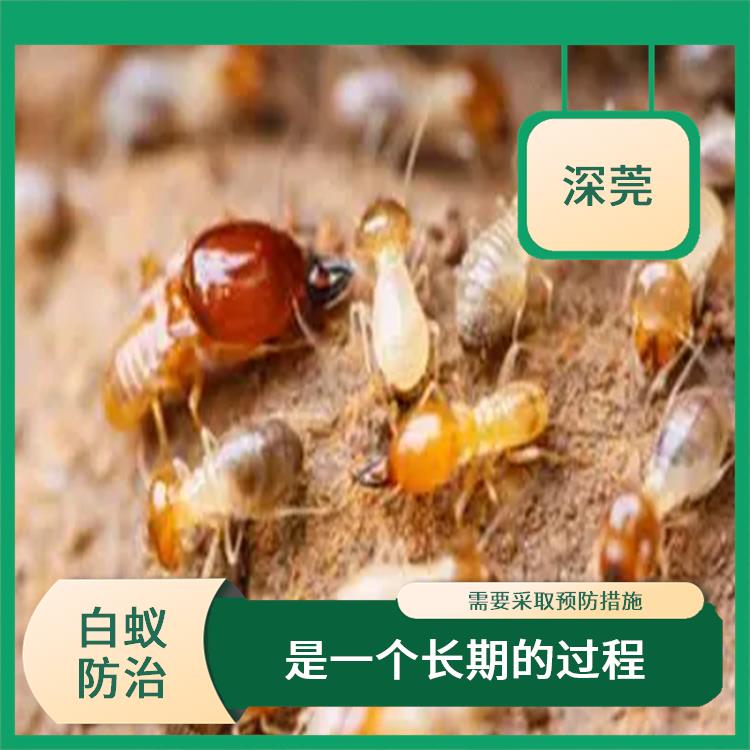 石排白蚁防治服务 是一个长期的过程 需要使用环保的防治方法和材料