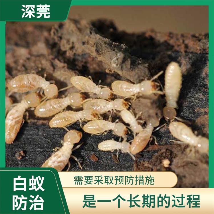 黄江白蚁灭治中心 是一个长期的过程 需要对建筑结构进行细致的检查和处理