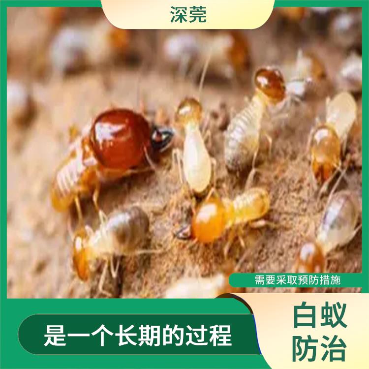 福田白蚁灭治方案 使用专有的设备和工具 需要使用环保的防治方法和材料
