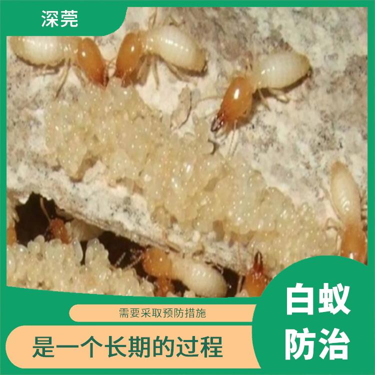 深圳白蚁灭治公司 使用专有的设备和工具 需要持续不断地进行监测和防治
