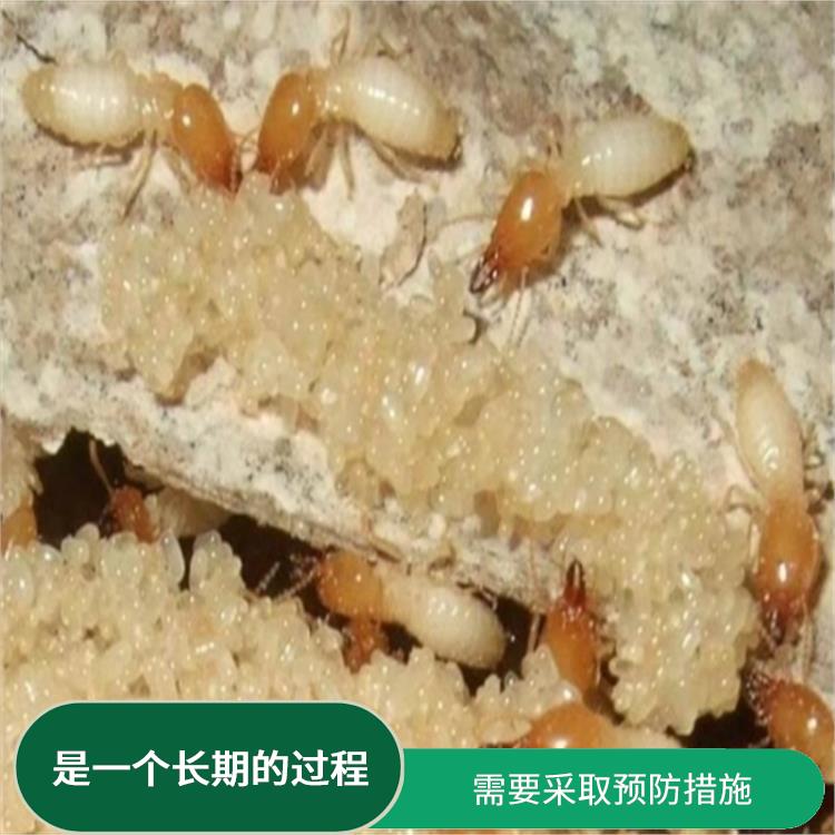 大岭山白蚁防治方案 是一个长期的过程 需要使用环保的防治方法和材料