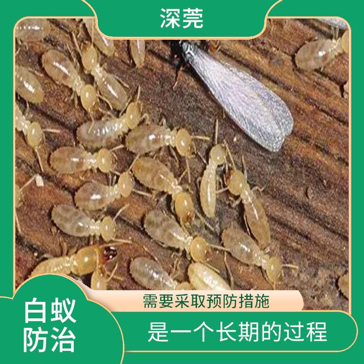 茶山白蚁防治收费标准 需要采取预防措施 需要使用环保的防治方法和材料