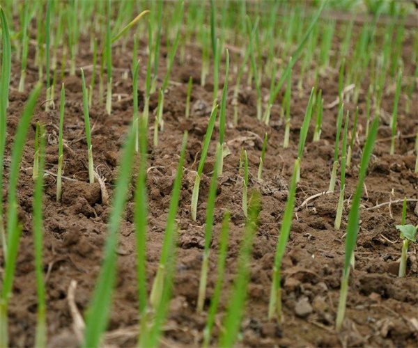 种植土壤检测标准 惠州市种植土壤营养成分检测机构