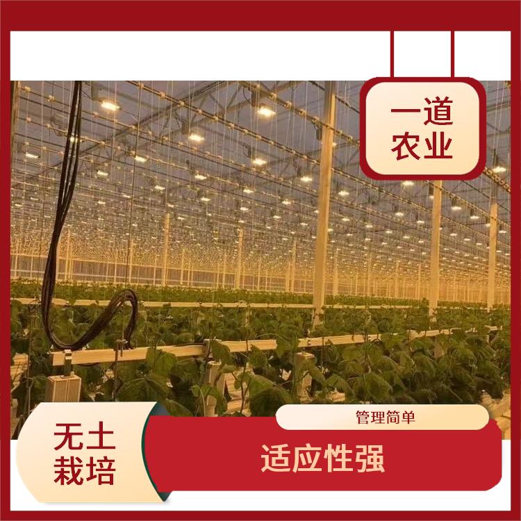 福州荷兰无土栽培种植厂家 无土栽培种植大棚