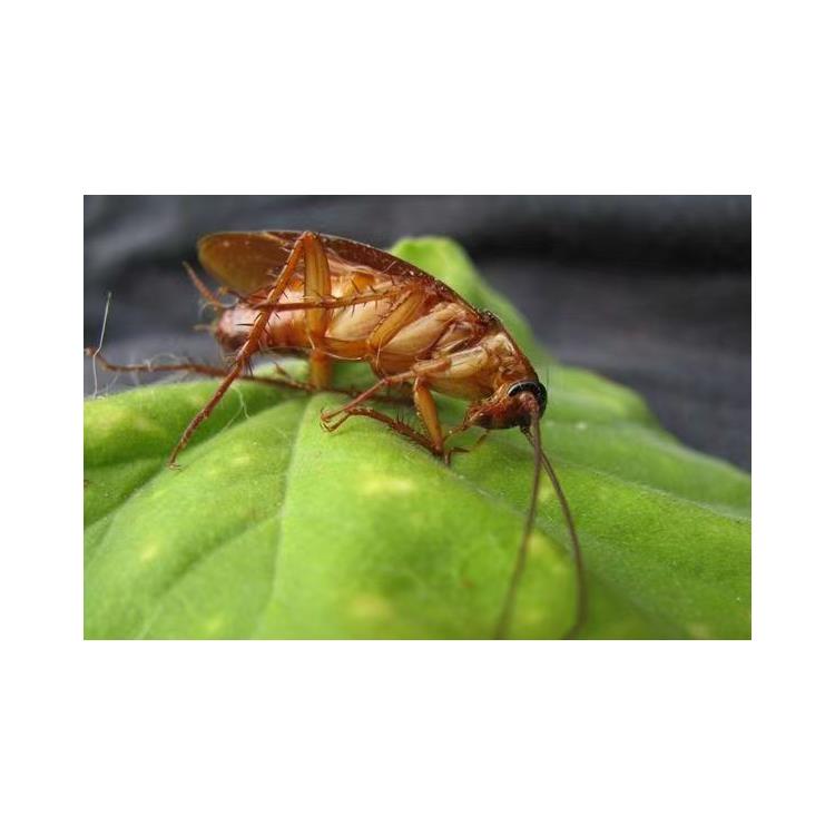 灭蟑螂电话 能够满足不同人群的需求 灭蜱虫
